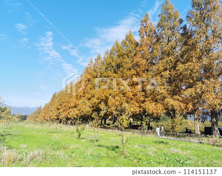 牧野町水杉樹秋葉風景 牧野町水杉樹秋葉風景 114151137