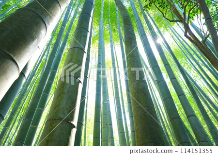 竹林景觀，無數竹子沖天而起 114151355