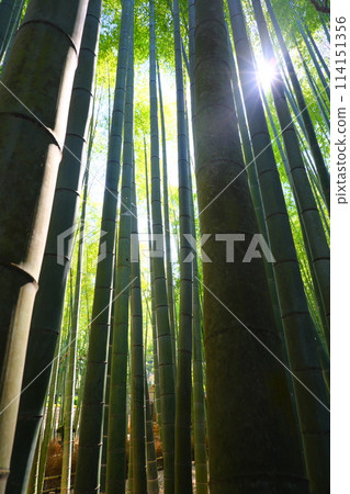 竹林景觀,無數竹子沖天而起 竹林景觀,無數竹子沖天而起 114151356