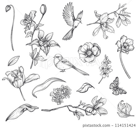 Set of hand drawn vector spring garden flowers and leaves, birds, butterflies in black and white sketch style Set of hand drawn vector spring garden flowers and leaves, birds, butterflies in black and white sketch style 114151424
