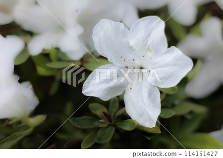 杜鵑花在春天的陽光下盛開 杜鵑花在春天的陽光下盛開 114151427