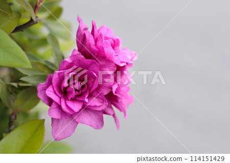 杜鵑花在春天的陽光下盛開 杜鵑花在春天的陽光下盛開 114151429