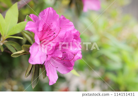 Azalea flowers in full bloom under the spring sunshine Azalea flowers in full bloom under the spring sunshine 114151431