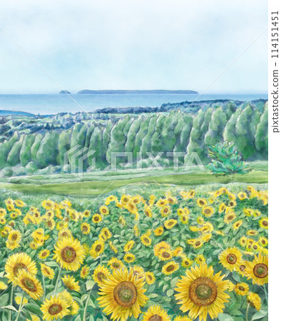 sunflower field with sea view 114151451