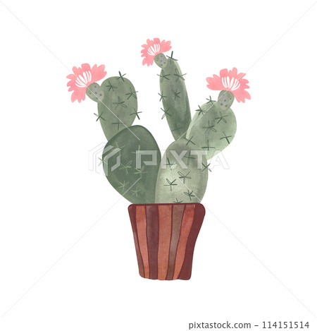 Cactus in a wicker basket. Plants for the home. Floriculture. Interior decoration. Isolated watercolor illustration on white background. Clipart. 114151514