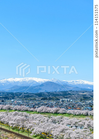 從船岡城址公園漫步櫻花 114151575
