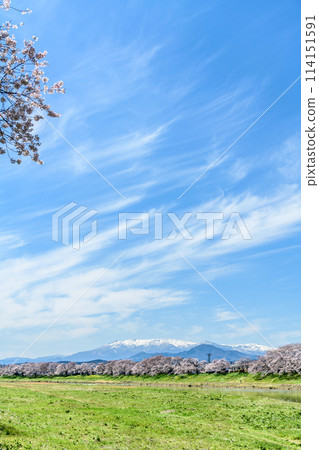 從船岡城址公園漫步櫻花 從船岡城址公園漫步櫻花 114151591
