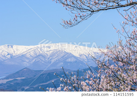 Cherry Blossoms Walking along the Hitome Senbonzakura from Funaoka Castle Ruins Park 114151595