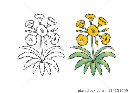 Monochrome and colorful Canary islands stylized wild tree sonchus flower motif 114151699