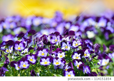 Pansies blooming in spring flower bed 114151854