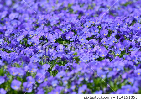 Pansies blooming in spring flower bed 114151855