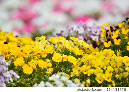 Pansies blooming in spring flower bed Pansies blooming in spring flower bed 114151856