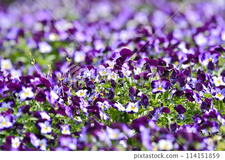 Pansies blooming in spring flower bed 114151859