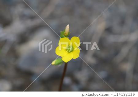 Small yellow flowers of wood sorrel blooming in a spring field Small yellow flowers of wood sorrel blooming in a spring field 114152139