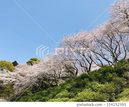 櫻花樹盛開的美麗風景 櫻花樹盛開的美麗風景 114152393