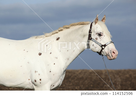 Beautiful appallosa stallion with western halter Beautiful appallosa stallion with western halter 114152506