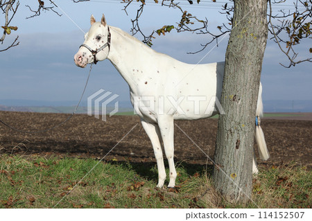 Beautiful appallosa stallion with western halter Beautiful appallosa stallion with western halter 114152507