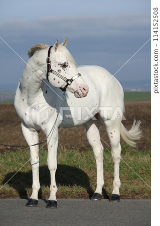 Beautiful appallosa stallion with western halter Beautiful appallosa stallion with western halter 114152508