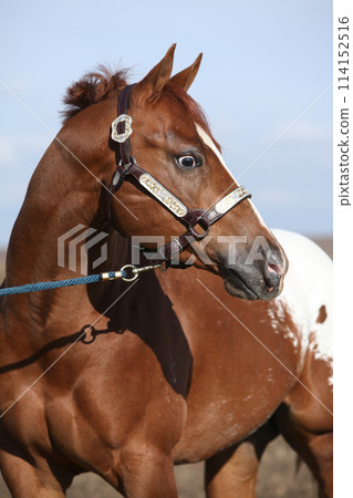 Beautiful appallosa stallion with western halter Beautiful appallosa stallion with western halter 114152516