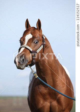 Beautiful appallosa stallion with western halter 114152517