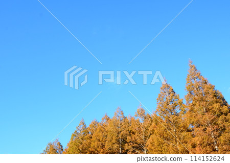 Blue sky and metasequier Blue sky and metasequier 114152624