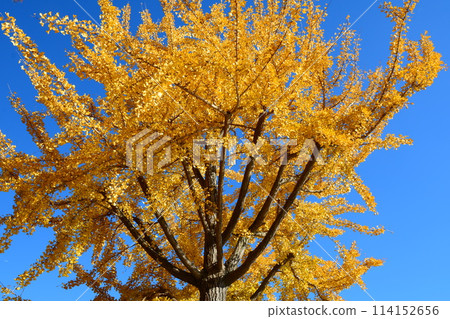 Blue sky and metasequier Blue sky and metasequier 114152656