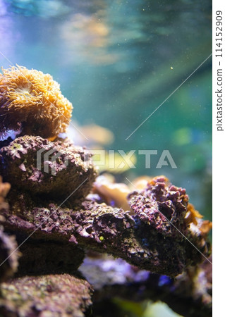 A vibrant coral reef teeming with life, home to a variety of corals, fish, and marine life in this stunning underwater image. 114152909