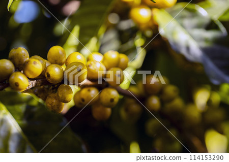 coffee berries by agriculture. Coffee beans ripening on the tree in North of Thailand coffee berries by agriculture. Coffee beans ripening on the tree in North of Thailand 114153290