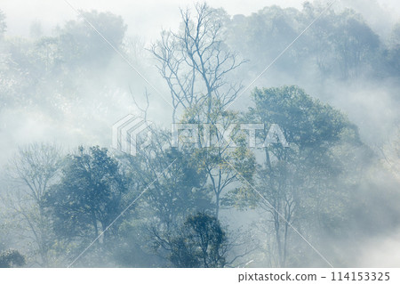 Landscape of Morning Mist with Mountain Layer at north of Thailand. mountain ridge and clouds in rural jungle bush fores 114153325