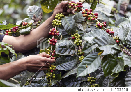 coffee berries by agriculture. Coffee beans ripening on the tree in North of Thailand coffee berries by agriculture. Coffee beans ripening on the tree in North of Thailand 114153326