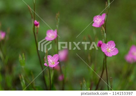 Pink flowers wet in the rain 114153397