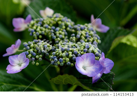 淺紫色繡球花 114153413