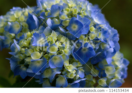 藍色繡球花 藍色繡球花 114153434