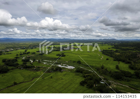 Aerial view of the green and yellow rice field Aerial view of the green and yellow rice field 114153435