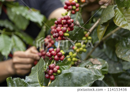 coffee berries by agriculture. Coffee beans ripening on the tree in North of Thailand coffee berries by agriculture. Coffee beans ripening on the tree in North of Thailand 114153436