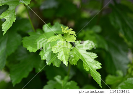 Young leaves of morus alba Young leaves of morus alba 114153481
