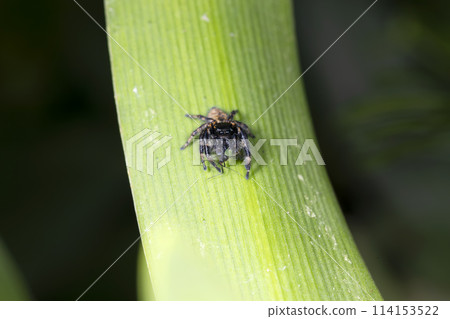 Necohaetri Necohaetri 114153522