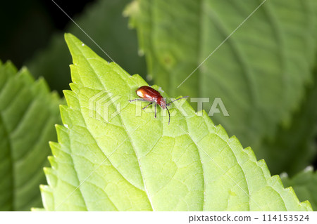 白尾犀鳥 114153524