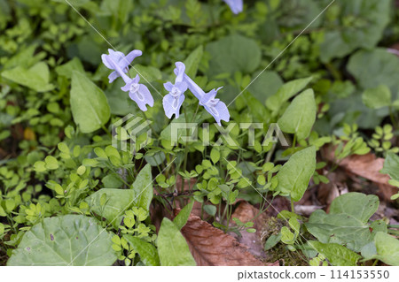 Yamengosaku 114153550