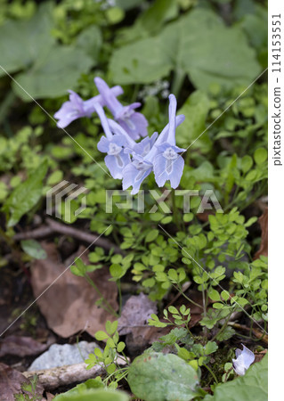 Yamengosaku Yamengosaku 114153551