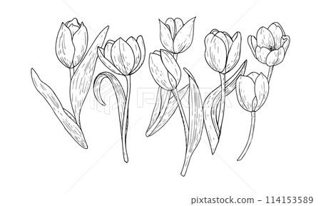 Tulip flower vector illustration set. Curved leaves bulb head black outline graphic drawing. Botanical wedding line contour silhouette outline. Natural spring summer holiday garden. Pink white bloom Tulip flower vector illustration set. Curved leaves bulb head black outline graphic drawing. Botanical wedding line contour silhouette outline. Natural spring summer holiday garden. Pink white bloom 114153589