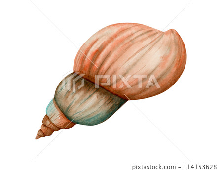 Spiral sea shell watercolor illustration isolated on white. Monochrome freshwater snail mollusk in orange and brown colors clipart for tropical ocean designs and nautical banners Spiral sea shell watercolor illustration isolated on white. Monochrome freshwater snail mollusk in orange and brown colors clipart for tropical ocean designs and nautical banners 114153628