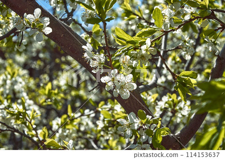White spring flowers on the branches of a plum tree. 114153637