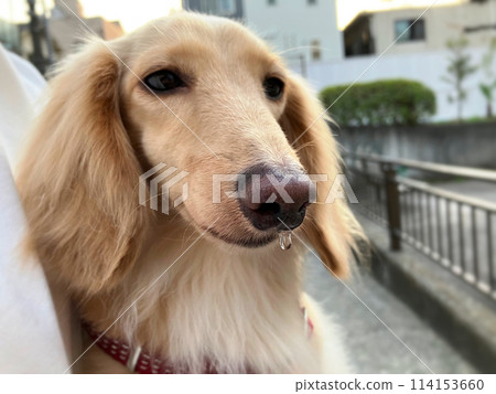 Shiny drops on the nose of a miniature dachshund 114153660