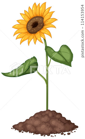 Bright Sunflower Growing in Rich Soil Bright Sunflower Growing in Rich Soil 114153954