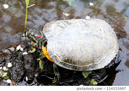 一隻烏龜在池塘的花瓣上曬太陽 一隻烏龜在池塘的花瓣上曬太陽 114153997