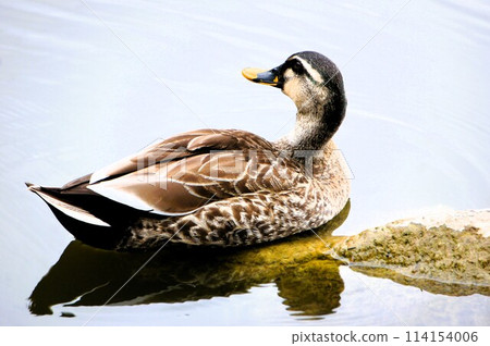 A duck resting on a rock in the pond 114154006