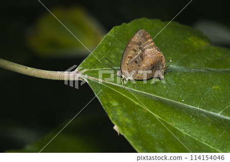 Murasaki swallow Murasaki swallow 114154046