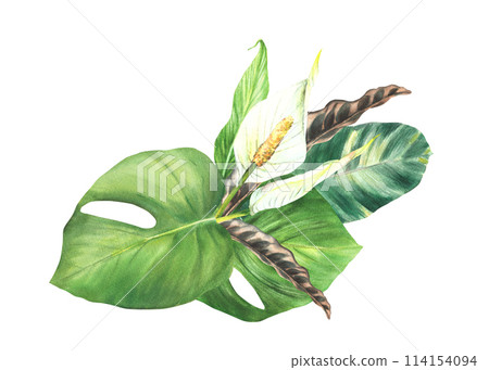 Exotic plant bouquet, tropic leaves, bud, white calla flowers, house plants, Philodendron foliage. Clipart for invitation, greeting card print Watercolor hand drawn illustration. Isolated background.  114154094