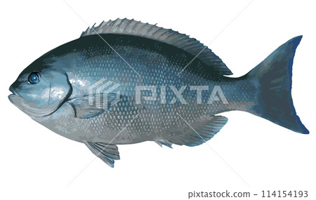 A cut-out image of the beautiful body of a large, tall lancefish, retouched to look like an illustration. 114154193